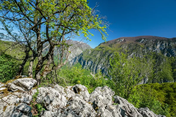 Вапнякові гори покриті рослинністю — стокове фото