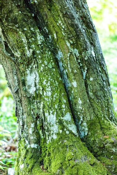Casca de faia na floresta — Fotografia de Stock