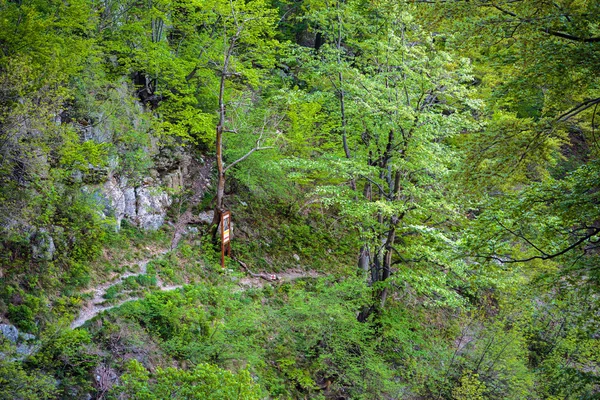 Beuken bos en hiking trail — Stockfoto