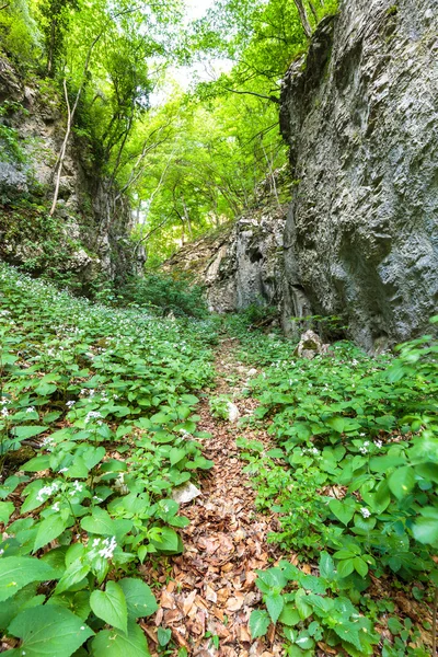 Bosque de haya y senderismo — Foto de Stock