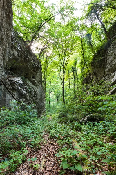 Bosque de haya y senderismo —  Fotos de Stock