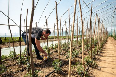Çiftçi seçmeli olarak sulama domates 