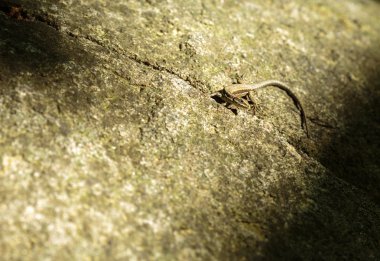 Kahverengi kertenkele güneşte güneşleniyor