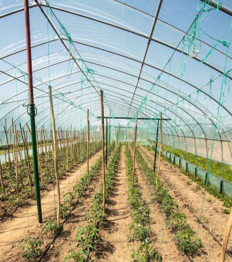 Bir greenhose domates satırları