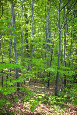 Bir kayın ormanı genç ağaçlarda