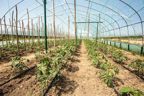 Filas de tomates en una manguera verde — Foto de Stock