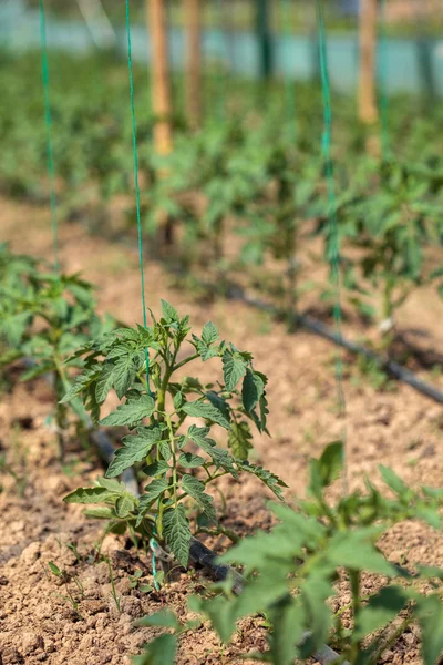 Linhas de tomate em uma estufa — Fotografia de Stock