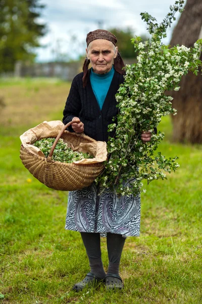 Donna raccolta fiori di biancospino — Foto Stock