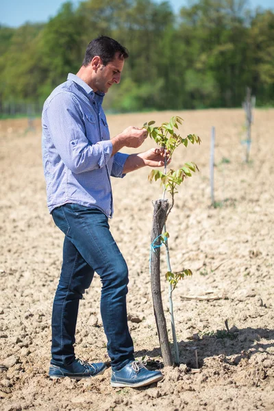 Farmář, kontrola jeho mladé stromky — Stock fotografie