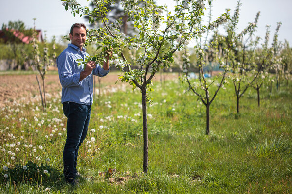 фермер проверяет свои молодые деревья
