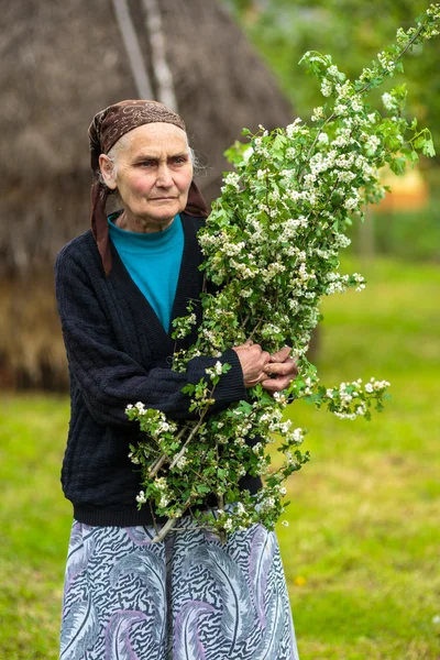 Жінка збирає квіти глоду — стокове фото