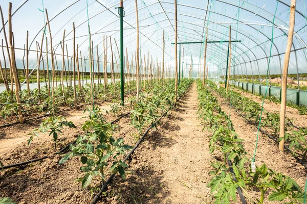 Linhas de tomates em uma mangueira verde — Fotografia de Stock