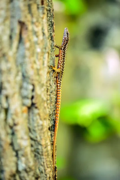 Барвиста ящірка, що піднімається на дерево — стокове фото