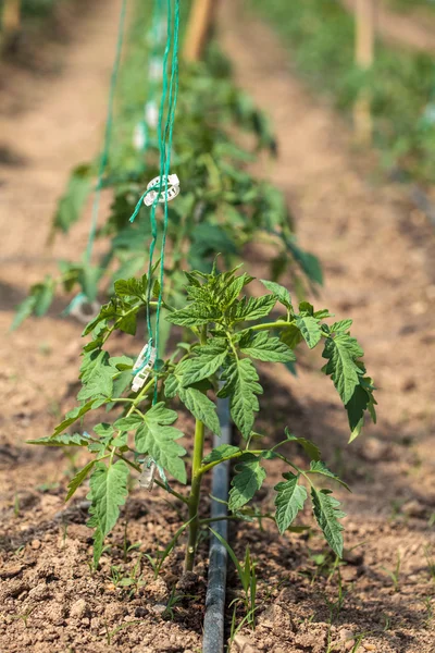 Tomato rows in a greenhouse — Stock Photo, Image