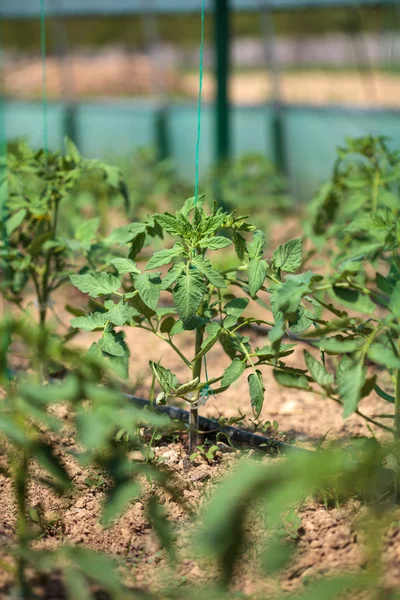 토마토는 온실에서 행 — 스톡 사진