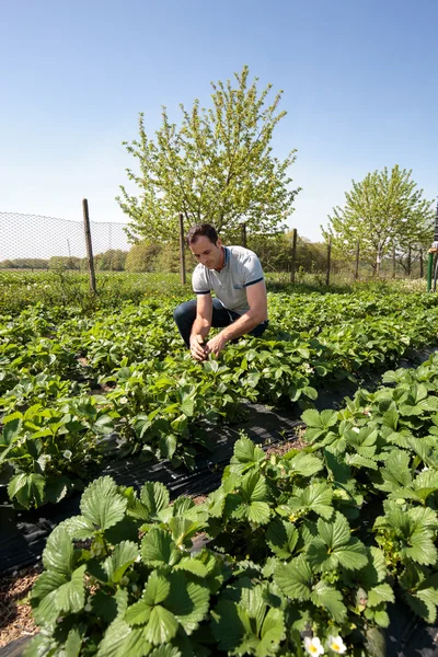 Farmer in field of  strawberries — Stock Photo, Image