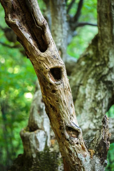 Бесплодное дерево в молодом лесу — стоковое фото