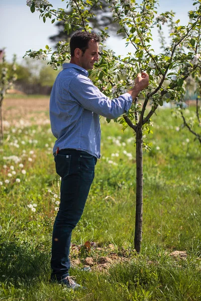 Contadino controllando i suoi giovani alberi — Foto Stock