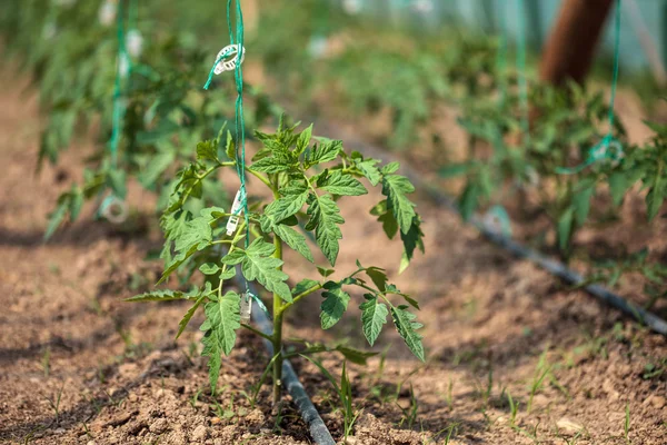 Linhas de tomate em uma estufa — Fotografia de Stock