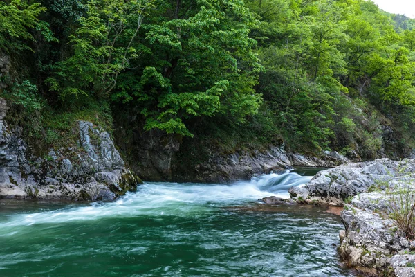 River flowing through a forest — Stock Photo, Image