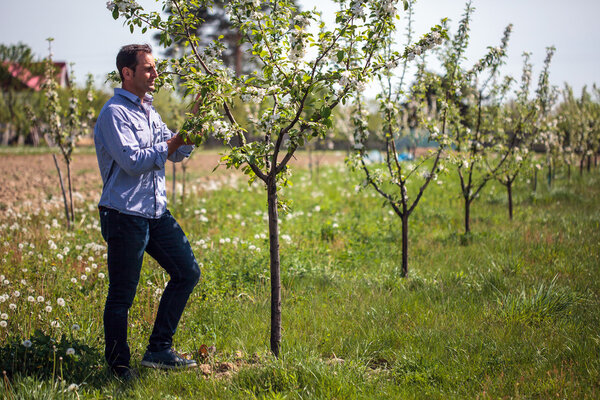 фермер проверяет свои молодые деревья
