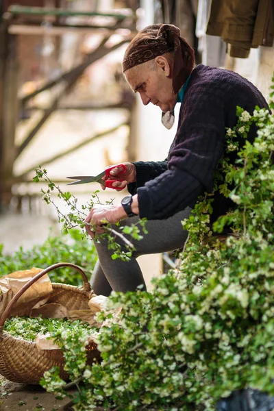Woman picking hawthorn flowers — Stock Photo, Image