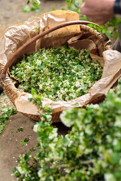 Hawthorn flowers for infusion — Stock Photo, Image