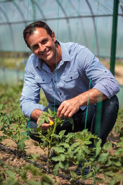 Agricultor em estufa de tomate — Fotografia de Stock