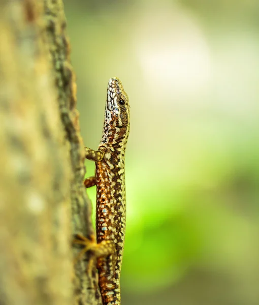Colorful lizard climbing a tree — Stock Photo, Image