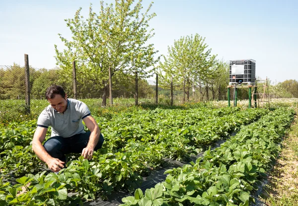 Agricultor no campo de morangos — Fotografia de Stock