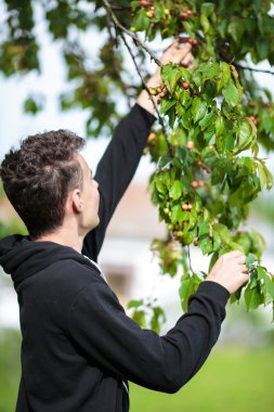 Genç malzeme çekme kiraz