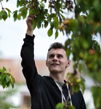 Genç malzeme çekme kiraz