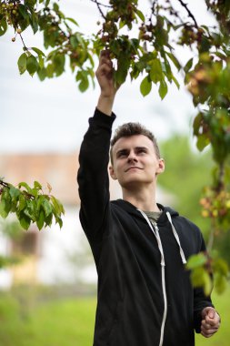 Genç malzeme çekme kiraz