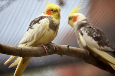 küçük parakeets dalı