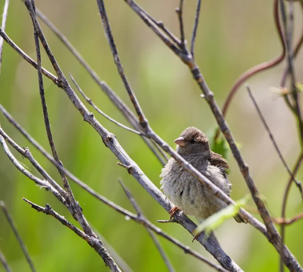 Pájaro gorrión común sentado — Foto de Stock