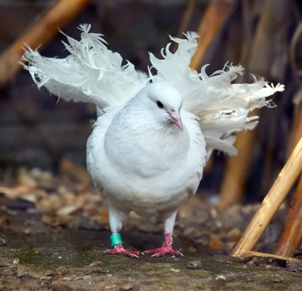 Vit duva på marken — Stockfoto