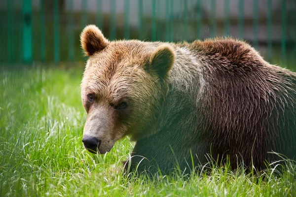 Urso marrom na grama — Fotografia de Stock