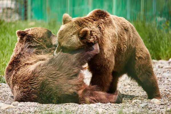 Les ours luttent au zoo — Photo