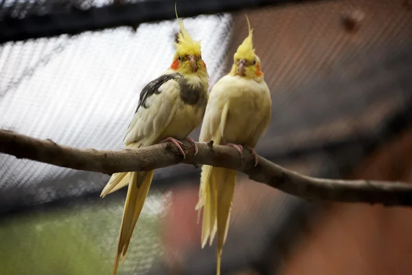 Small parakeets on branch — Stock Photo, Image