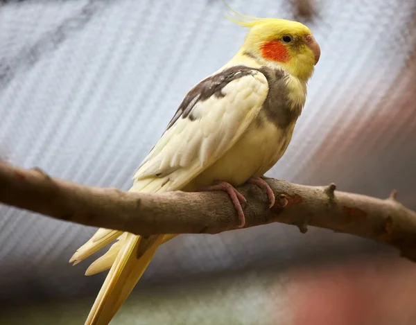 Мелкий попугай на ветке — стоковое фото