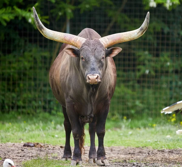 Watusi stier op een weide — Stockfoto