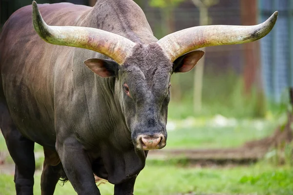 Watusi boğa bir çayır üzerinde
