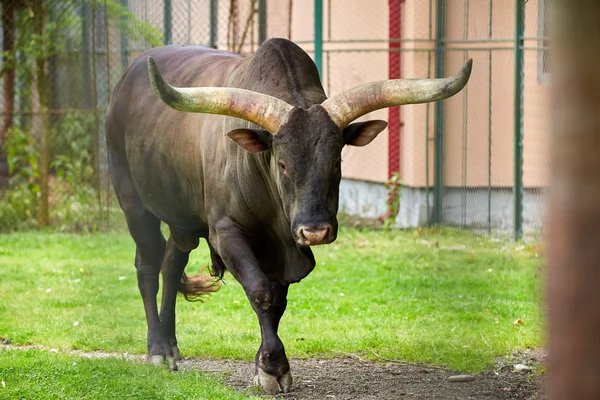 Watusi-Bulle auf einer Wiese — Stockfoto