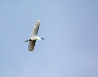 Uçan büyük balıkçıl