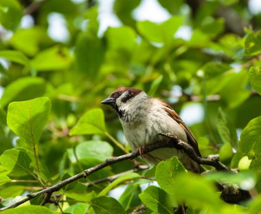 serçe bir dalda oturuyor. 