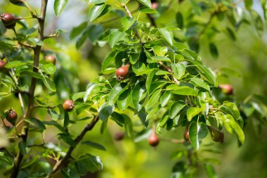 Olgunlaşmamış kırmızı elmalar