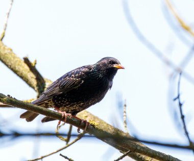ortak starling dal