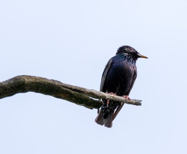 Common Starling on a tree branch clipart
