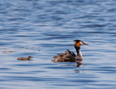 Büyük armalı Grebe ailesi