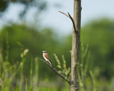 red backed shrike clipart